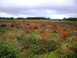 culloden.jpg (164140 bytes)